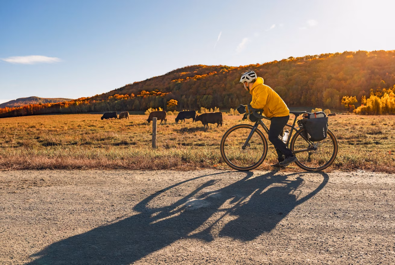 Un cycliste prend une pause devant un troupeau de vaches dans un pâturage au soleil couchant dans les couleurs d'automne
