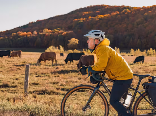 Un cycliste en vélo de gravelle arrêté sur un sentier devant des vaches dans les Cantons-de-l'Est