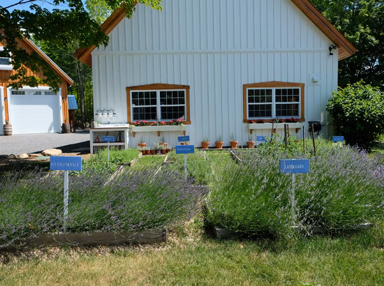 Les plantations du Jardins Arômes et Saveurs
