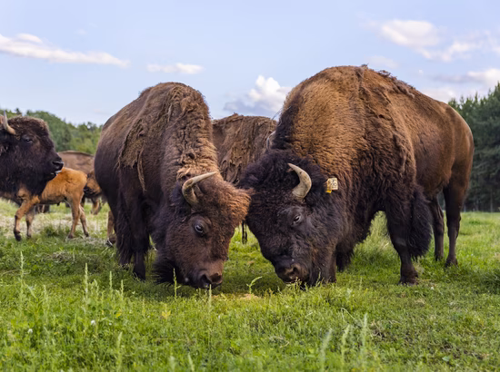 Des bisons broutent à la ferme : La terre des bisons