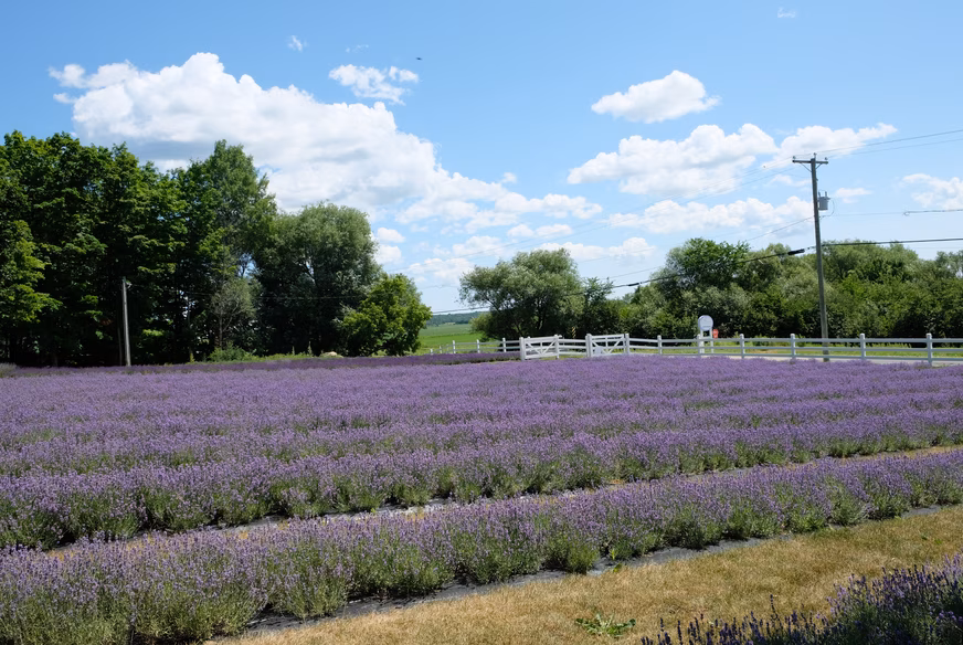 Jardin de lavande aux Jardins Arômes et Saveurs