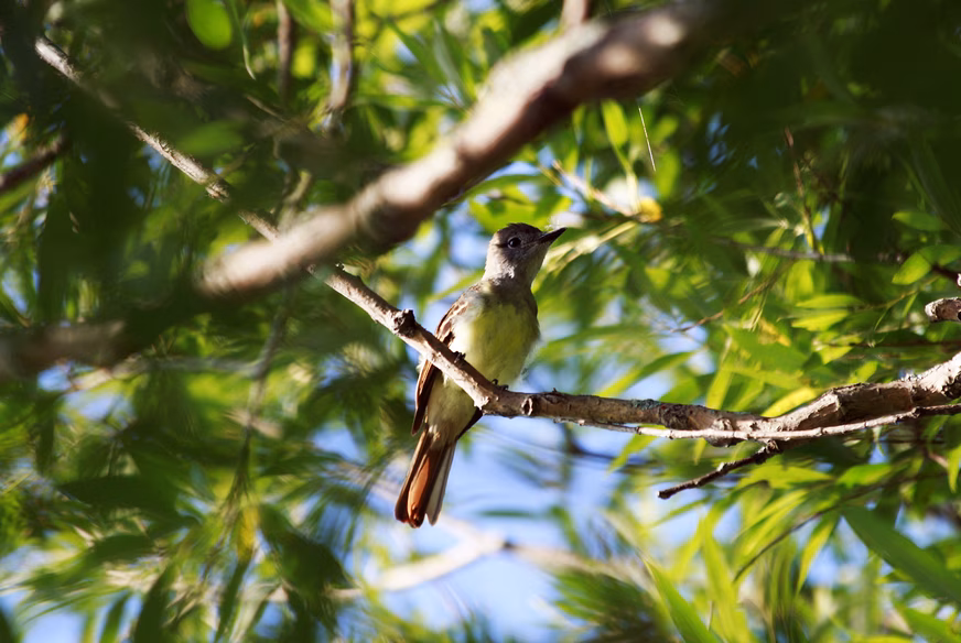 Oiseau sur le circuit cyclable des îles de Berthier