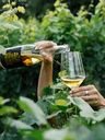 Vignoble Côte de Vaudreuil - Vin