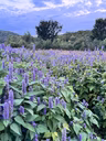 Tante Agastache - 1