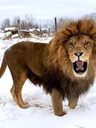 Lion dans la neige