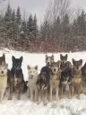 LaMeuteduWendigo_Outaouais_Chiens