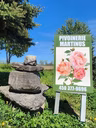 Pivoinerie Martinus