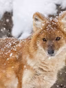 Dholes au Zoo de Granby