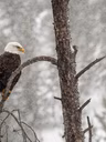 Ornithologie
