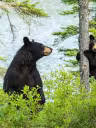 Maman ours et son ourson. P. Henry@Tourisme Mauricie