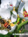 Abeille butinant parmis les fleurs de pommiers!
