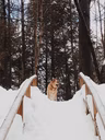 Parcs en hiver - tourismemrcjoliette_hiver_parc_du_bois_brule