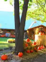 La brouette à légumes... citrouilles et sorcellerie 