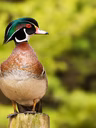 Canard branchu male