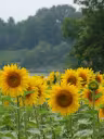 Tournesols