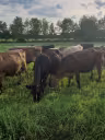 Troupeau de vaches Suisses Brunes