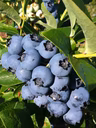 Grappe de bleuets