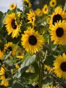 Tournesols