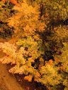 Saison automnale