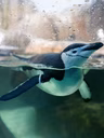 Biodôme de Montréal - Espace pour la vie - Manchot