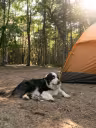 Camping où les chien sont les bienvenus 