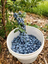 Bleuets