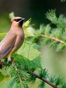 Société de loisir ornithologique de l'Estrie