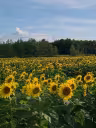 champs de tournesols