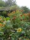 LES JARDINS DU GRAND-PORTAGE - 1