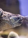 Amphibien