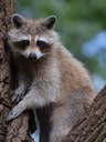 Zoo Ecomuseum