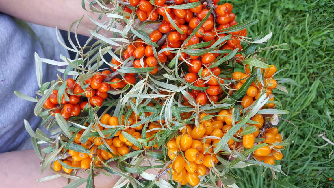 Jardins Zones Orange