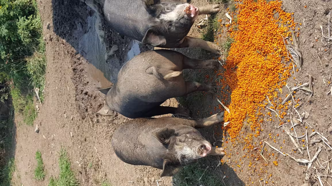 Jardins Zones Orange