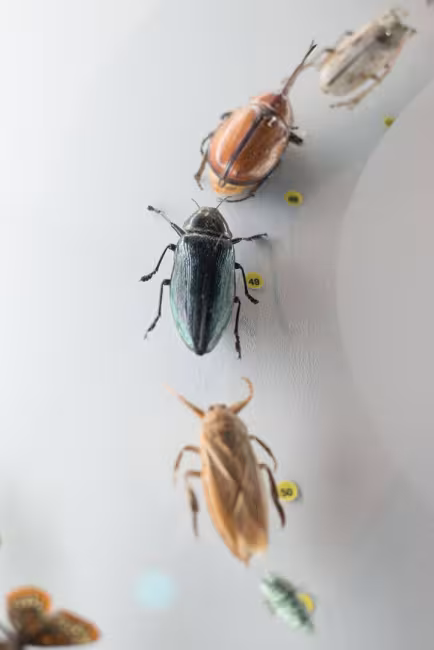 Musée de la nature et des sciences de Sherbrooke
