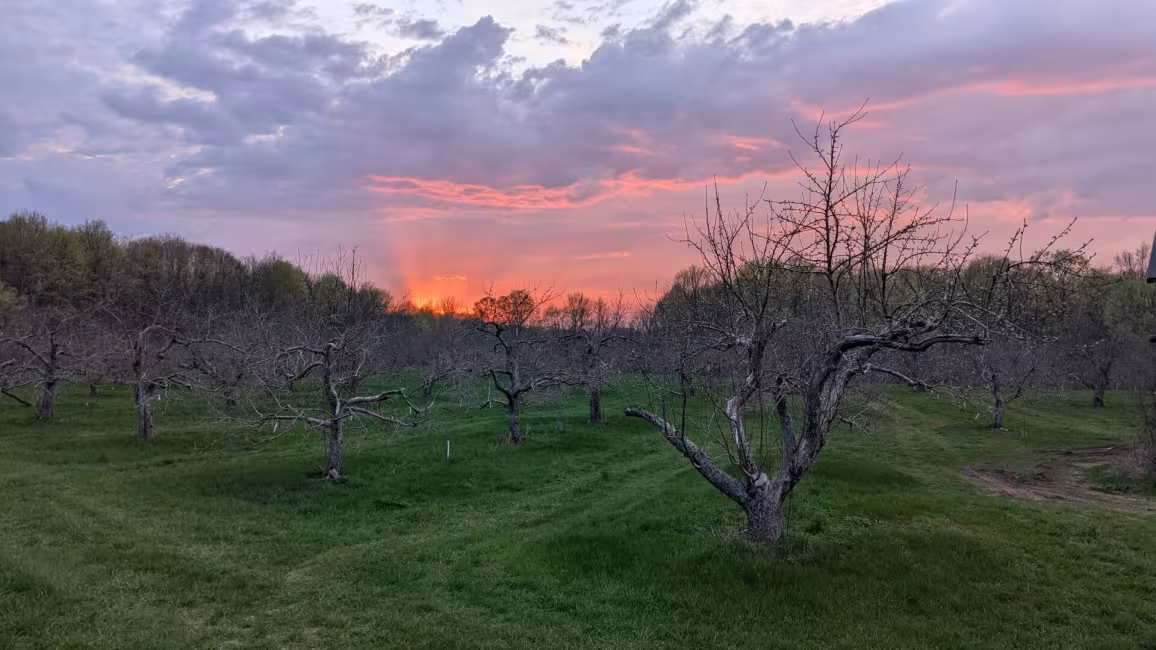 Coucher de soleil au verger