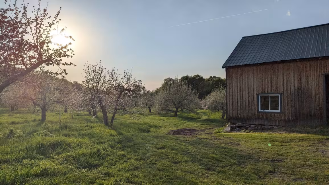 Grange et verger en fleurs