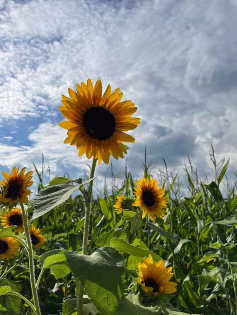 Ferme Guy Rivest - 6