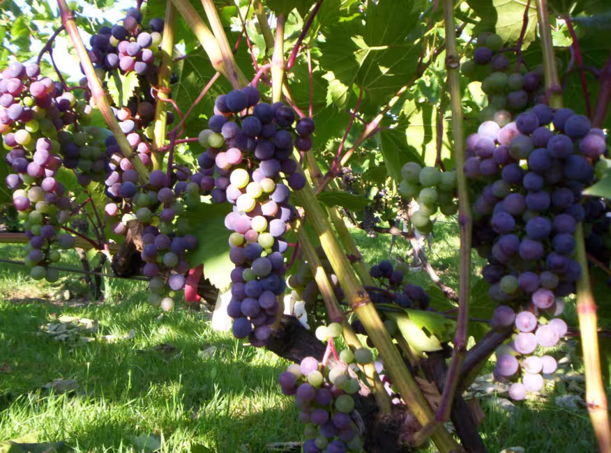 Au Vignoble d'Orford