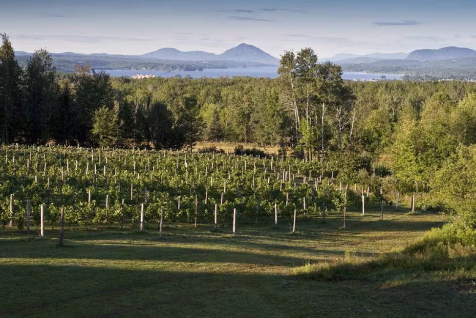 Au Vignoble d'Orford