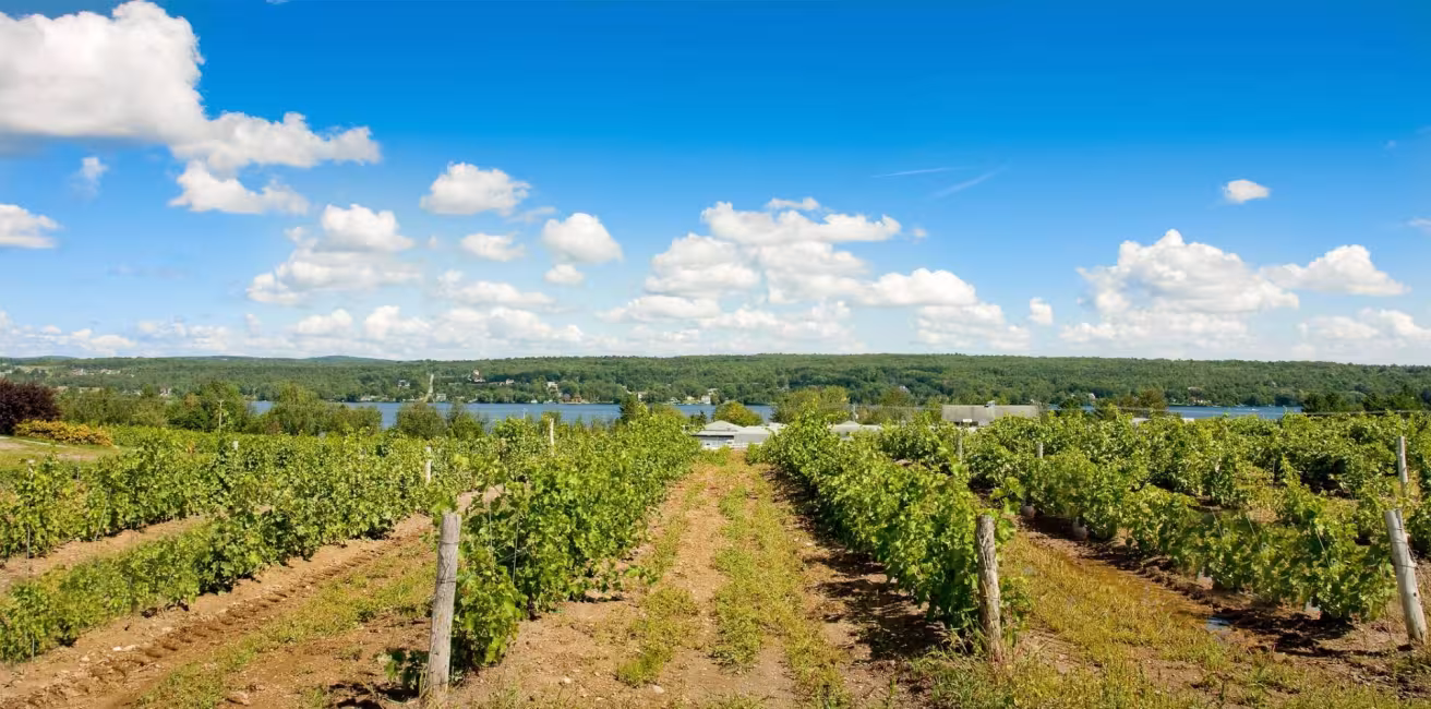 Vignoble Le Cep d'Argent