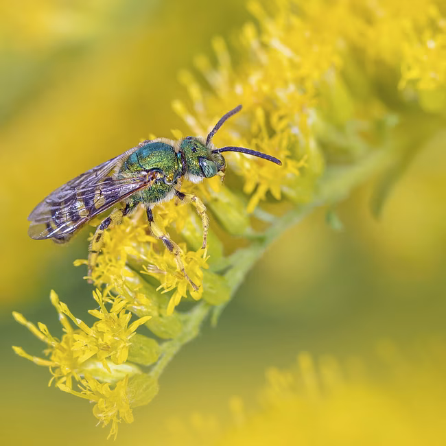 Insectarium – Espace pour la vie - Les Butineries - Pollinisateurs en fête