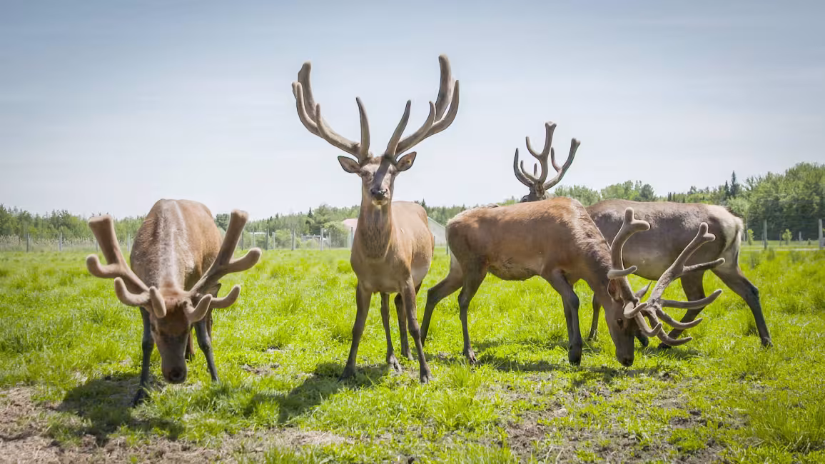 La Vallée du Wapiti