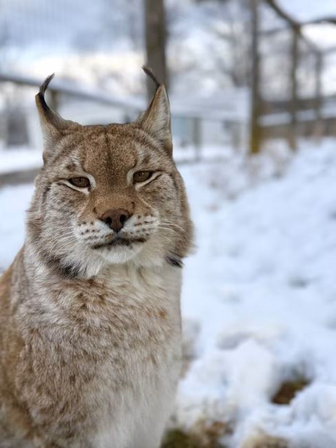Lynx en hiver