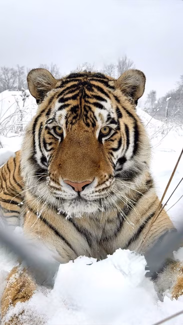 Tigre dans la neige