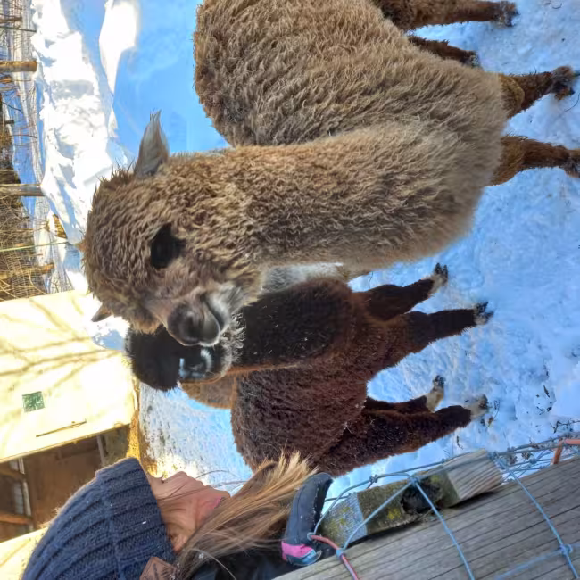 Ferme Récréative Caza  et Alpagas