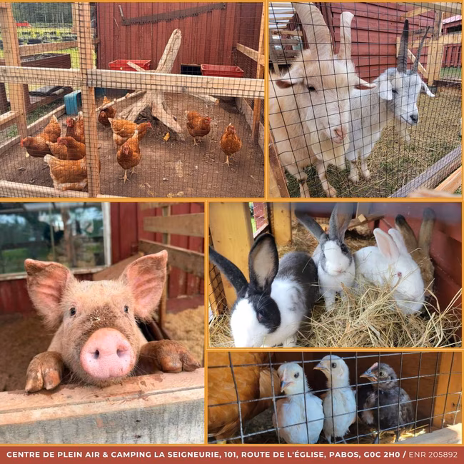 Fermette animaux – Camping La Seigneurie – Pabos Gaspésie