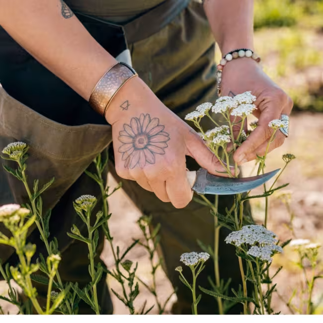 Cueillette de plantes médicinales