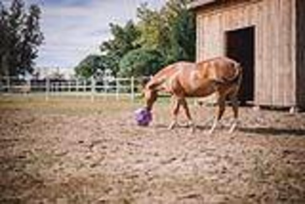 Cheval