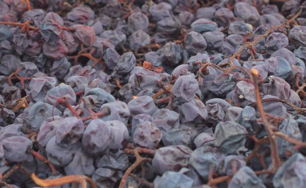 Vignoble Le Chat Botté