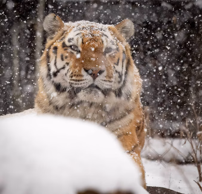Tigre de l'Amour au Zoo de Granby